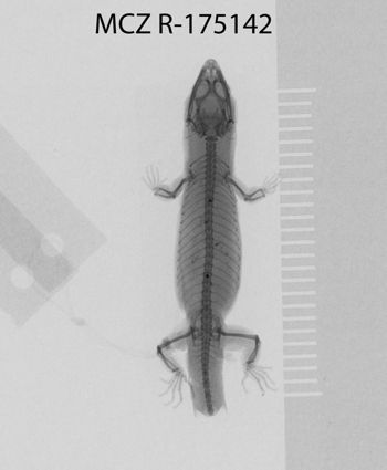 Media type: image;   Herpetology R-175142
